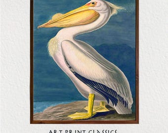 Pelikaankunst afdrukbare, Audubon Amerikaanse witte pelikaan kustmuurkunst, vintage vogelprint, afdrukbare muurkunst