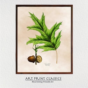 May include: A vintage botanical illustration of a red oak leaf with acorns. The leaf is green with a detailed vein pattern. The acorns are brown and have a cap. The text "Quercus Rubra Red Oak" is printed below the image.