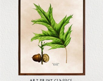 Oak Leaf With Acorn Illustration Art Printable, Vintage Botanical Printable Wall Art, Cottage Decor, French Country Decor