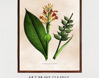 Vintage Natural History Botanical Nature Print Downloadable Wall Art | 18th Century Scientific Botanical Expedition Digital Illustration