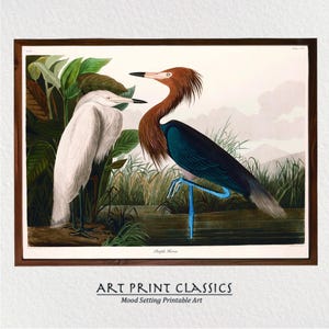 Purple Heron Art Printable | Audubon Purple Heron Coastal Wall Art | Vintage Bird Print | Printable Heron Art | Birds of America Plate