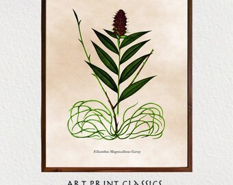 Vintage Natural History Botanical Nature Print Downloadable Wall Art | 18th Century Scientific Botanical Expedition Digital Illustration