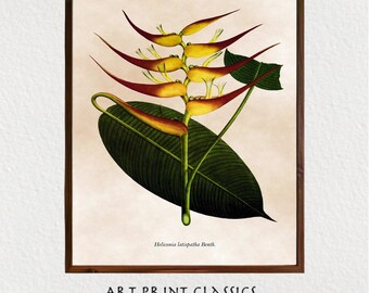 Vintage Natural History Botanical Nature Print Downloadable Wall Art | 18th Century Scientific Botanical Expedition Digital Illustration