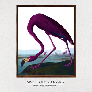 Flamingo Art Printable, Audubon American Flamingo Coastal Wall Art, Vintage Bird Print, Printable Wall Art