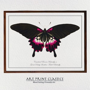Vintage Black and Red Butterfly Downloadable Art Print From 18th Century Natural History Publication