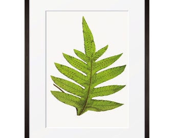 Exotic Leather Fern by E Lowe British & Exotic Ferns c1859 Original Botanical woodblock colour print with text descriptions J