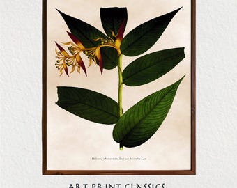 Vintage Natural History Botanical Nature Print Downloadable Wall Art | 18th Century Scientific Botanical Expedition Digital Illustration