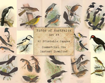 40 AUSTRALIAN BIRDS SET #3 - Digital Collage Sheets Birds, Vintage Cards, Printable Download, Digital Collage, Bird Art, Fauna Atc, Aceo