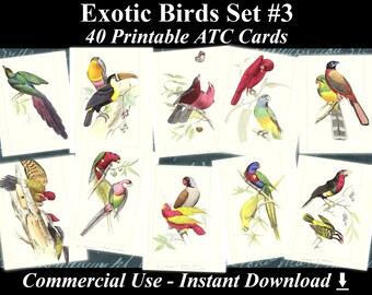 40 EXOTIC BIRDS SET #3 - Digital Collage Sheets Birds, Vintage Cards, Printable Download, Digital Collage, Bird Art, Fauna Atc, Aceo