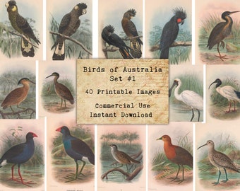 40 AUSTRALIAN BIRDS SET #1 - Digital Collage Sheets Birds, Vintage Cards, Printable Download, Digital Collage, Bird Art, Fauna Atc, Aceo