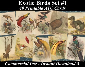 40 EXOTIC BIRDS SET #1 - Digital Collage Sheets Birds, Vintage Cards, Printable Download, Digital Collage, Bird Art, Fauna Atc, Aceo