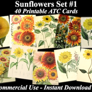 40 SUNFLOWERS - Digital collage sheet 40 ATC cards Printable Instant Download Image Digital Cards Tags vintage image hellianthus sun flowers