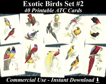 40 EXOTIC BIRDS SET #2 - Digital Collage Sheets Birds, Vintage Cards, Printable Download, Digital Collage, Bird Art, Fauna Atc, Aceo