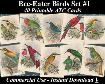 40 BEE-EATER BIRDS Set #1 - Digital Collage Sheets Birds, Vintage Cards, Printable Download, Digital Collage, Bird Art, Fauna Atc, Aceo