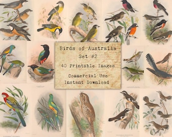 40 AUSTRALIAN BIRDS SET #2 - Digital Collage Sheets Birds, Vintage Cards, Printable Download, Digital Collage, Bird Art, Fauna Atc, Aceo