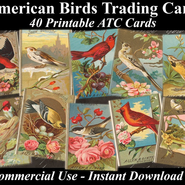 40 AMERICAN BIRD Trading Cards - Digital Collage Sheets Birds, Vintage Cards, Printable Download, Digital Collage, Bird Art, Fauna Atc, Aceo