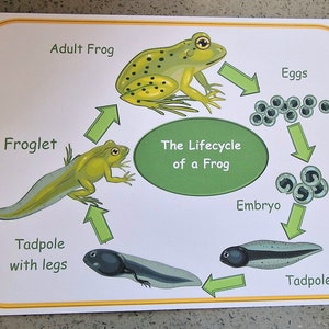 May include: A colorful illustration depicting the lifecycle of a frog. The stages include eggs, embryo, tadpole, tadpole with legs, froglet, and adult frog. The illustration is surrounded by a white border with a yellow outline.