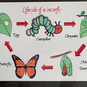 May include: A colourful illustration showing the lifecycle of a butterfly. The stages include egg, caterpillar, chrysalis, and adult butterfly. The illustration is on a white background with red arrows showing the progression of the stages.