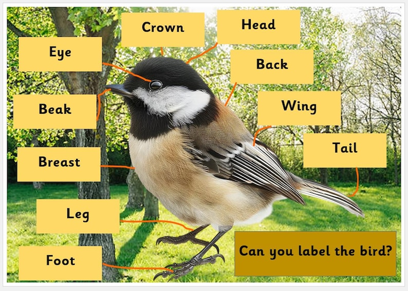Outdoor Weatherproof Sign - Label the Bird - Nursery / Childminder ...
