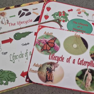 À prova de intempéries ao ar livre 4 EM UM CONJUNTO Lifecycles - Borboleta / Sapo / Morango / Girassol - Feito de metal - babá-creche-escola-à prova d'água