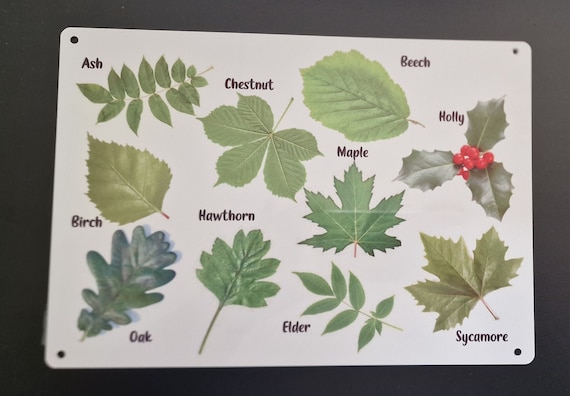 Outdoor Weatherproof Sign - Leaves - made from aluminium metal - eyfs / nursery / childminder / garden / school