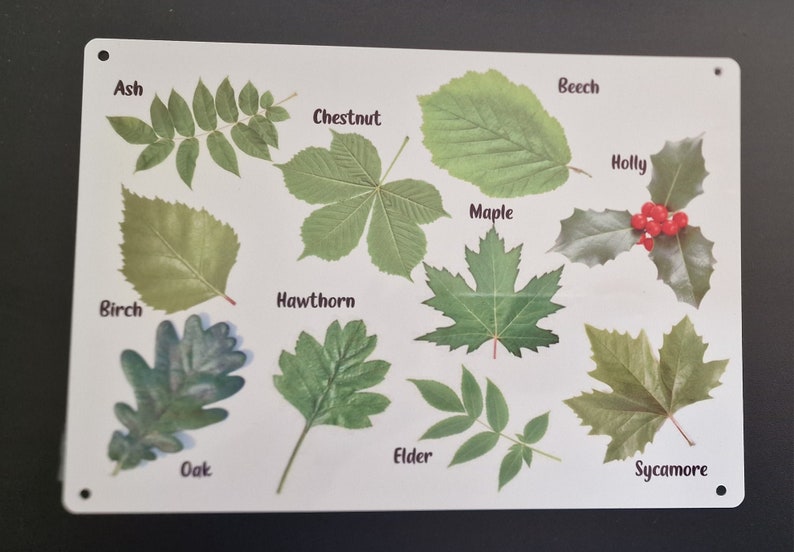 May include: A white poster with illustrations of different types of leaves. The leaves are labeled with their corresponding tree names: Ash, Birch, Chestnut, Elder, Hawthorn, Holly, Maple, Oak, Sycamore, and Beech.