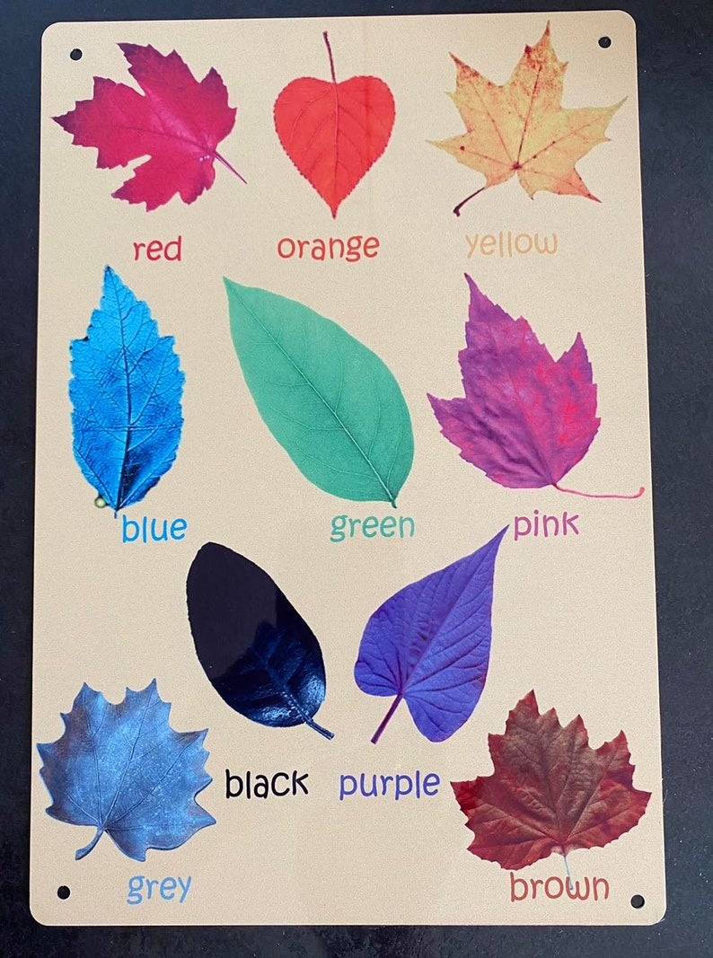 May include: A learning chart with different colored leaves and the corresponding color name written below each leaf. The colors are red, orange, yellow, blue, green, pink, black, purple, grey, and brown.