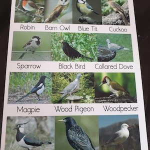 Outdoor Weatherproof Sign - Birds - Nursery / Childminder / School/ Garden - Made From Metal