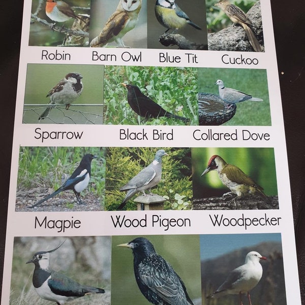 Outdoor Weatherproof Sign - Birds - Nursery / Childminder / School/ Garden - Made From Metal