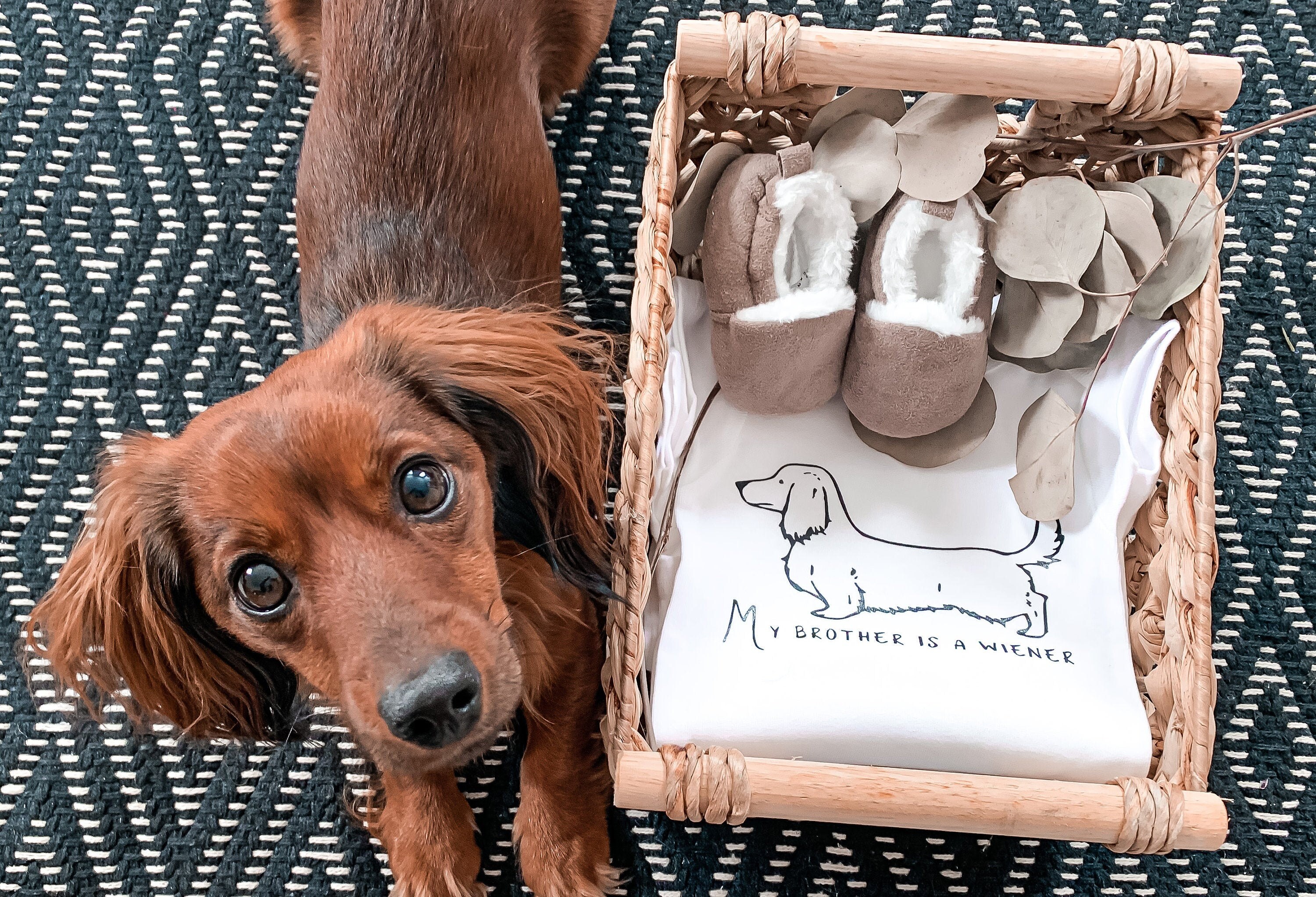 Dachshund Onesie Etsy