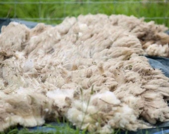 Yorkshire Sheep wool, raw fleece, unwashed, pedigree Poll Dorset flock, 200g, 500g, 1kg