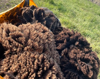 Zwartble fleece raw wool