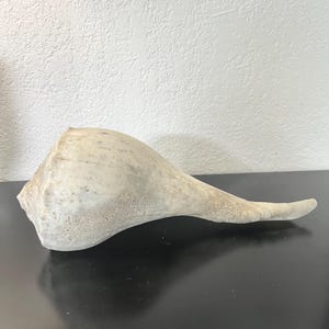 May include: A large, elongated conch shell with a smooth, off-white surface featuring subtle grey speckles and a porous, weathered texture. The shell tapers to a long, slender point on one side, showcasing natural organic curves and a wide opening.