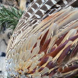English Pheasant Wing