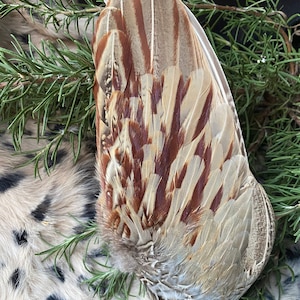May include: A close-up of a bird wing with brown and gray feathers. The wing is lying on a white and black fur surface with green rosemary sprigs.