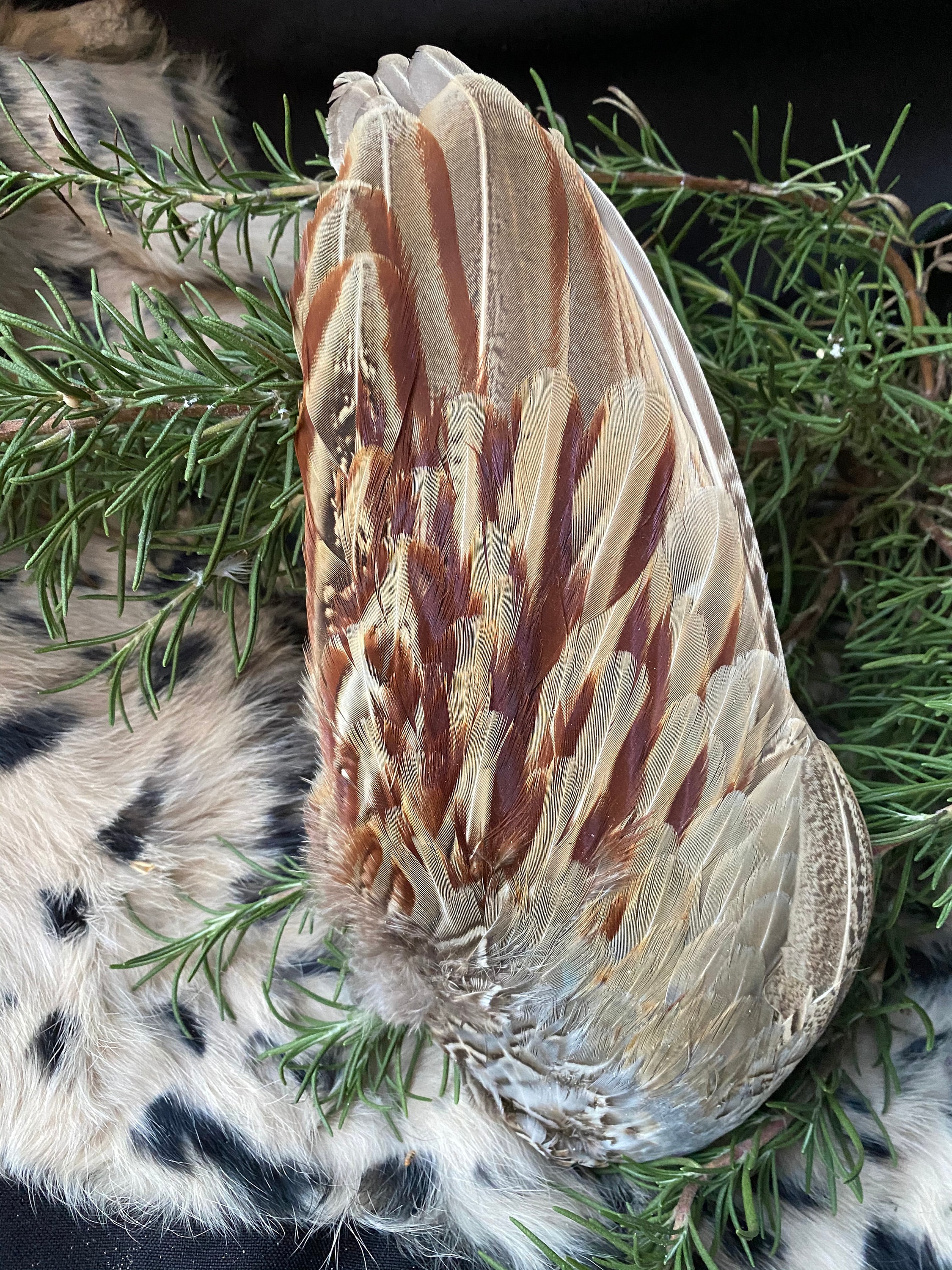 English Pheasant wing/ Prayer fan/ Smudge fan/ ceremony/ healing
