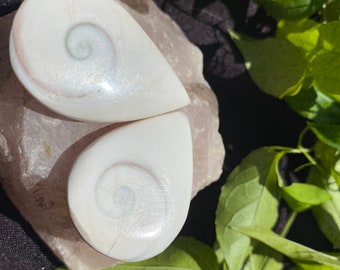 Druppelspiraal schelp palmsteen, oceaangodin