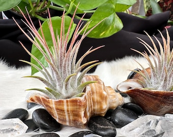 Conch Shell Air Plant Magnet, Tillandsia Planter, Ocean Coastal Decor