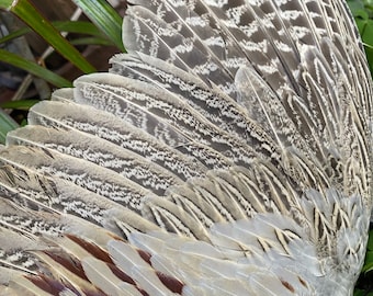 English Pheasant wing/Prayer fan/ Ceremony/sacred/ Bird tribe