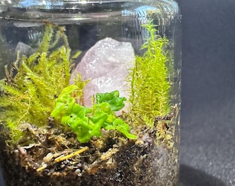 Closed Moss Terrarium with Amethyst, Clear Quartz, Rose Quartz, Self-Sustaining Garden