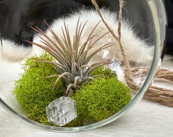 Tillandsia Terrarium Glass Sphere with with Moss/Boho Gift Idea/Desktop Plant/Happy Plant with Crystals/Wedding Decor/Gift for her/Air Plant