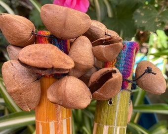 Peruvian Cacho Seed Rattle, Hand Carved Ceremony Instrument