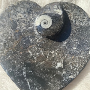 以下が含まれることがあります： 中央に小さな丸い黒と白のアンモナイトの化石が埋め込まれた、ハート型の黒と白の化石化した石