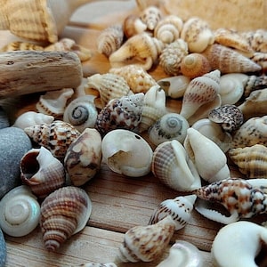 100 MIXED SEASHELLS Tiny Mini Sea Shells Craft Wedding Beach Confetti 7-15 mm (terrarium)