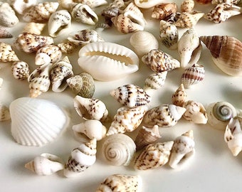 Small Sea shells, table confetti, Random shell mixture - UK