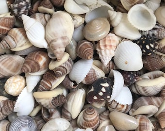 100 MIXED SEASHELLS Tiny Mini Sea Shells Craft Wedding Beach Confetti 7 ...