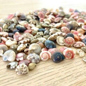 Small, vibrant Seashell Mix, Tiny Sea Shell Pack, Pink spirals, Sea Shells for Crafts, scatter table confetti. Coastal crafts, resin