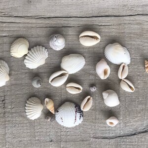 MIXED SEASHELLS, for Arts & Crafts. Cowrie, Clam, Terrarium, Cowry, Cup  Shells. Mini Shells, Little Shells, Small Shells 