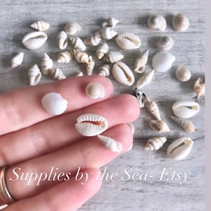 100 MIXED SEASHELLS || Resin Craft pack ||  Mini Sea Shells || Wedding Table Confetti || 7-15 mm shell mixture, eco friendly.