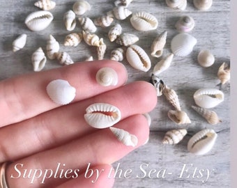 May include: A collection of small white seashells, some with a slight brown tint, arranged on a light wood surface. The shells are various shapes and sizes, including cowrie shells, whelk shells, and other small shells. The text "Supplies by the Sea - Etsy" is visible in the bottom right corner of the image.
